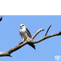 گونه کورکور بال سیاه Black-winged Kite